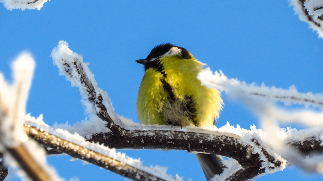 Tips for Winter Bird Watching